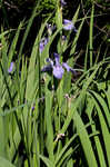 Giant blue iris